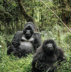 Bwindi-Impenetrable-National-Parksssas